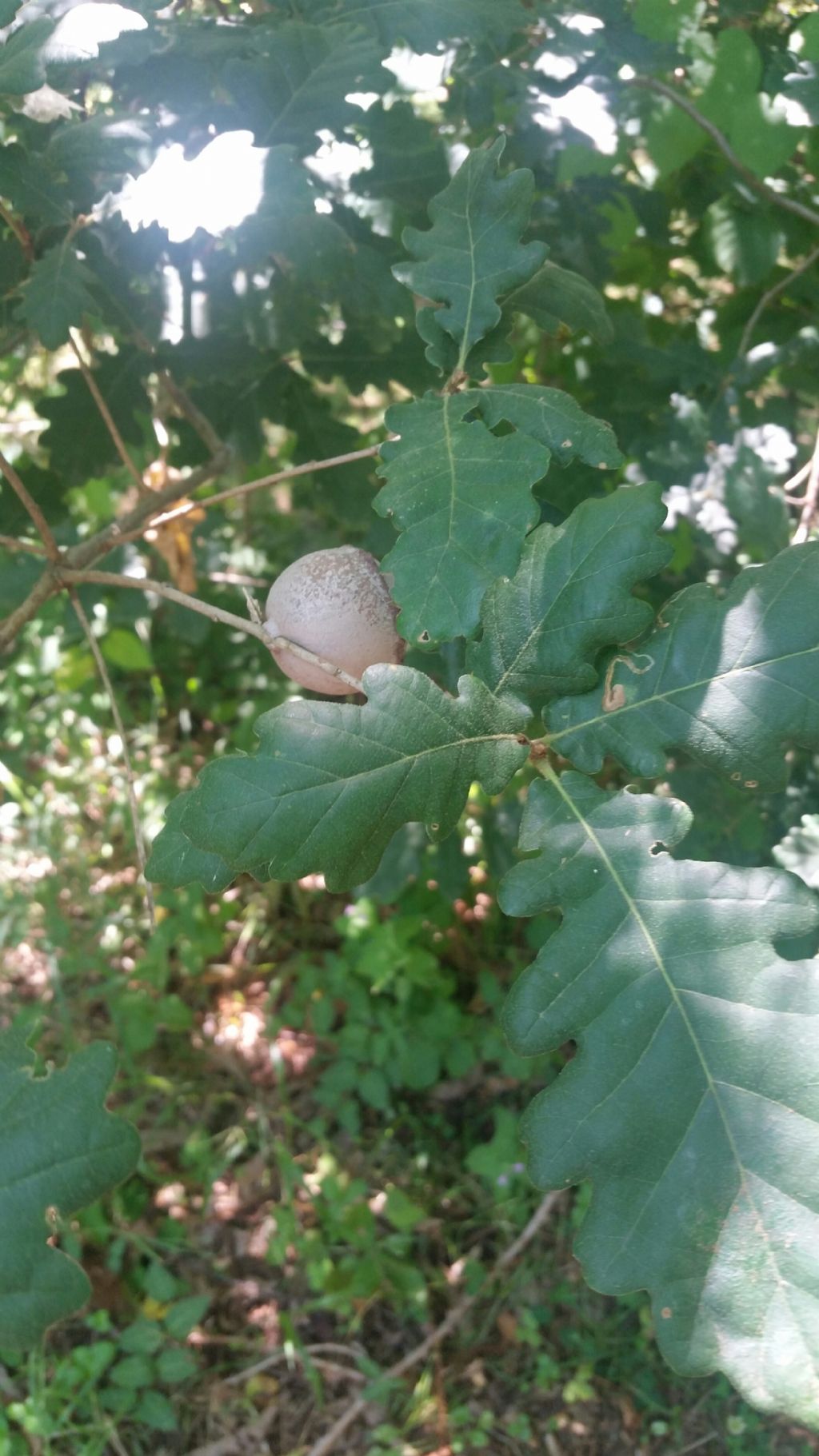 Foglie di quercia